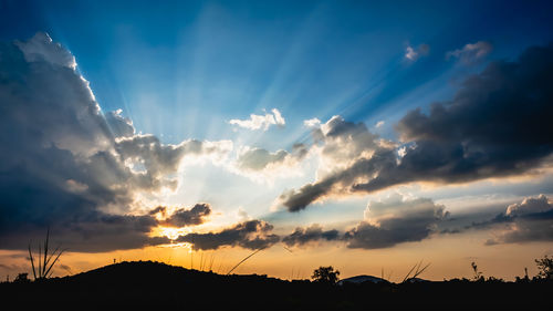 Low angle view of silhouette plants against sky during sunset