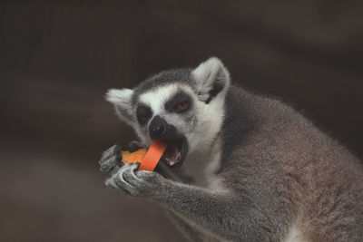 Zoology cute grey lemur funny lemur eating papaya are very happy