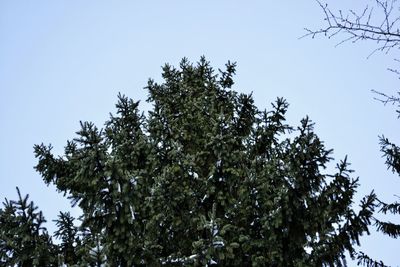 Low angle view of tree against sky