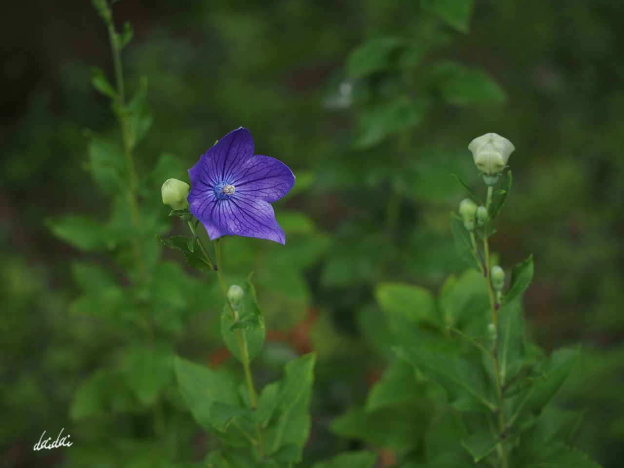 CLOSE-UP OF INSECT ON FLOWER