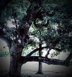 Tree in water against sky