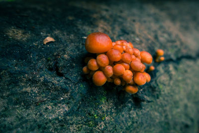 Close-up of mushrooms growing on field