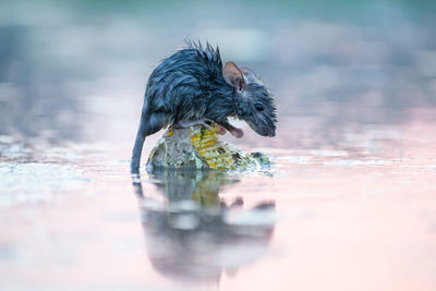 View of a dog drinking water