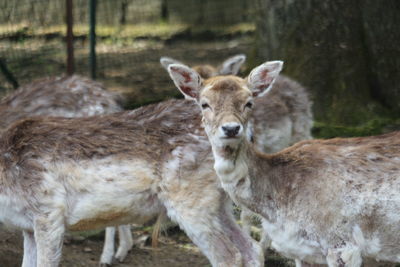 Deer standing in a field