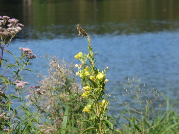 Close-up of flowering plant against lake
