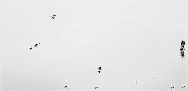 Low angle view of eagle flying in sky