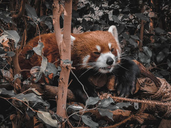 Portrait of red panda on dry leaves