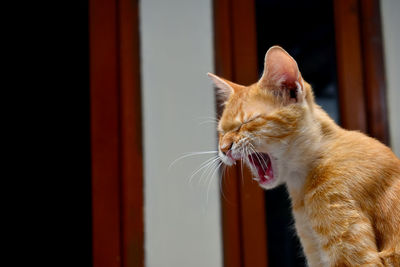 Angry orange's cat