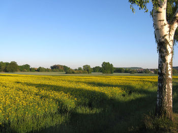 Scenic view of field against clear sky