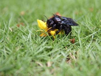 Close-up of insect on yellow flower