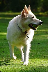 Full length of a dog looking away