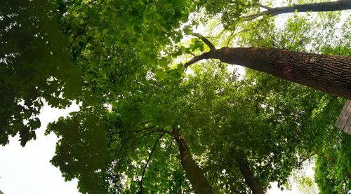 Low angle view of trees against sky