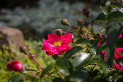 Close-up of pink flowers blooming outdoors