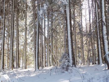 Frozen trees in forest during winter