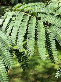 Close-up of fern leaves
