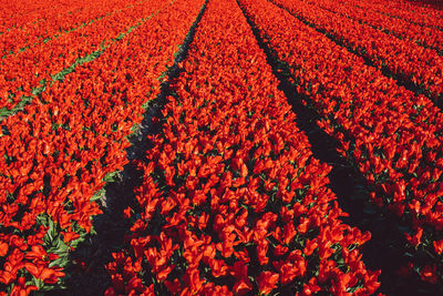 Full frame shot of red tulips flowers in field