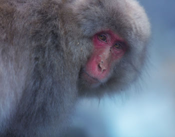 Close-up of monkey looking away