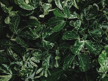 Full frame shot of fresh green leaves