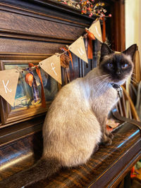 Cat sitting on table