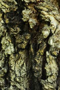 Full frame shot of tree trunk