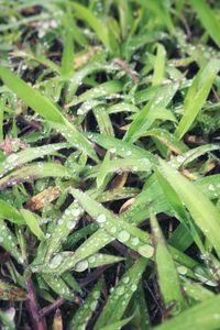 Full frame shot of raindrops on grass