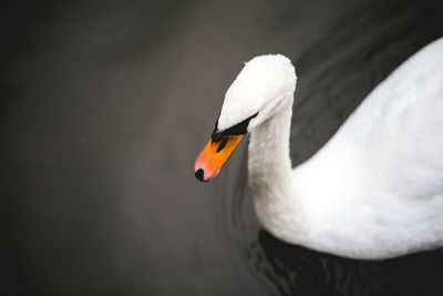 Close-up of swan swimming on lake