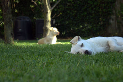 Dog on grassy field