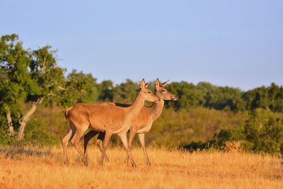 Lion standing in a field