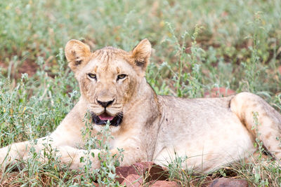 Portrait of lion relaxing on grass