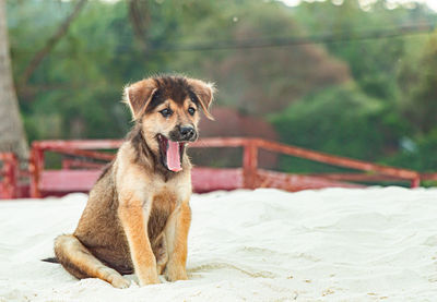 Portrait of dog sitting outdoors