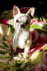 Portrait of dog sitting on bed at home