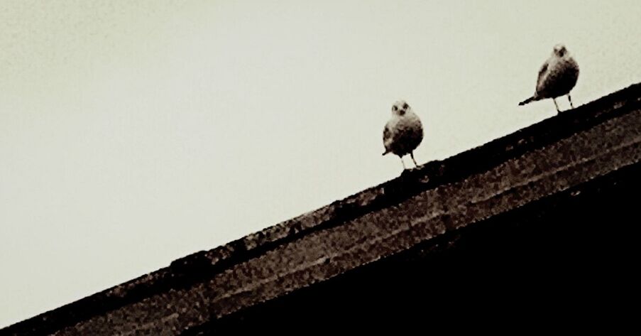 bird, animal themes, animals in the wild, wildlife, perching, clear sky, one animal, low angle view, copy space, flying, built structure, pigeon, architecture, building exterior, roof, seagull, day, spread wings, outdoors