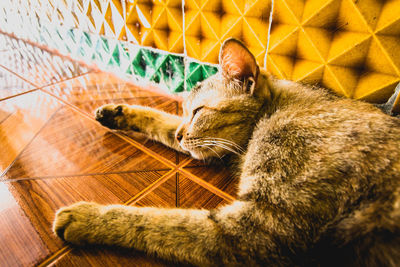 Close-up of a cat lying on floor