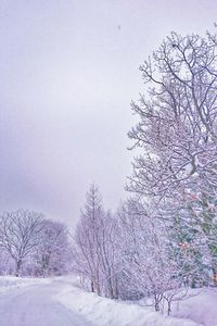 Bare trees on snow covered landscape against sky