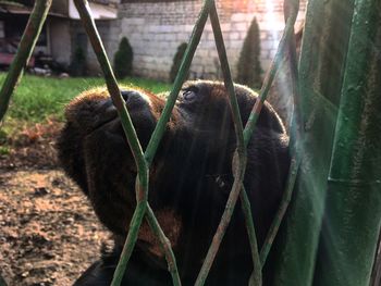 Portrait of monkey in cage at zoo