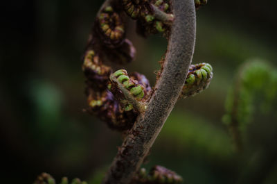 Close-up of lizard on tree branch