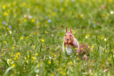 Portrait of red squirrel on field