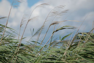 Close-up of grass