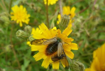 Close-up of bee on yellow flower