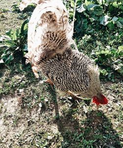 High angle view of bird on field