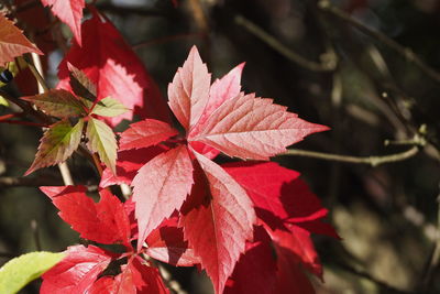 Close-up of red maple leaves