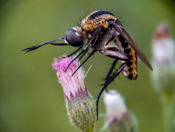 Close-up of insect on purple flower