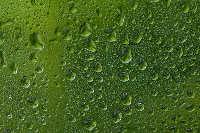 Full frame shot of raindrops on green leaf
