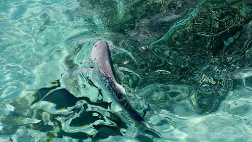 High angle view of fish swimming in water