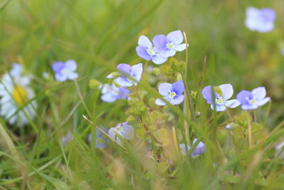 Close-up of purple flowering plants on field