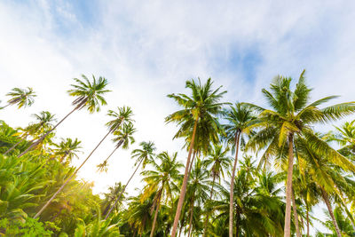 Low angle view of coconut palm trees against sky