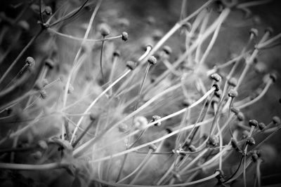 Close-up of plant growing on field