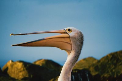 A pelican side shot with it's beak open with bright colors.