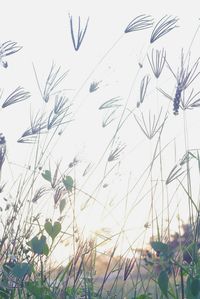 Low angle view of flowers growing in field against sky