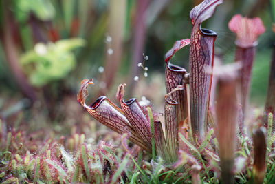 Close-up of carnivorous plant